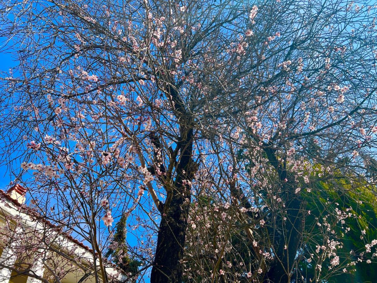 The Almond Tree * Nikiti (Sithonia)